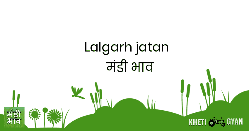 Lalgarh Jatan मंडी भाव की ताज़ा तस्वीर
